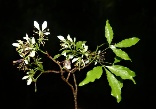 Crateva greveana