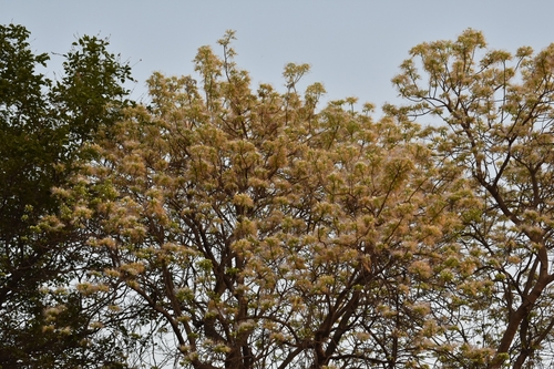 Crateva religiosa (Sacred garlic pear) — photo