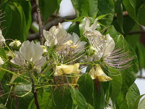 Crateva religiosa