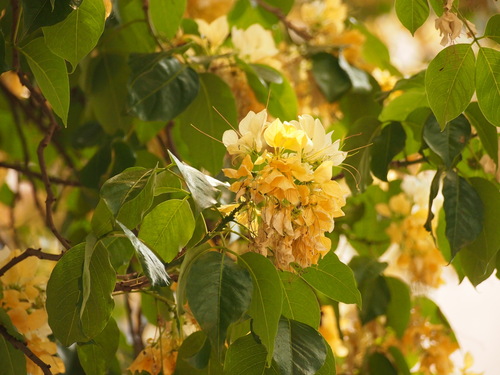 Crateva unilocularis