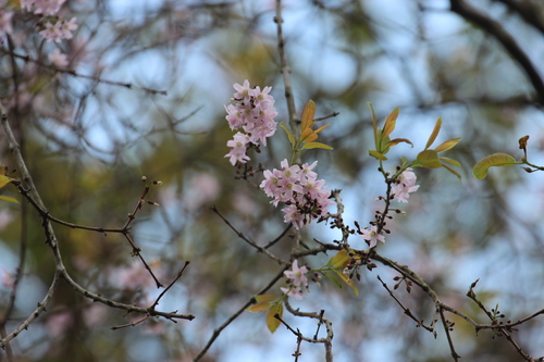 Cratoxylum formosum subsp. pruniflorum — photo