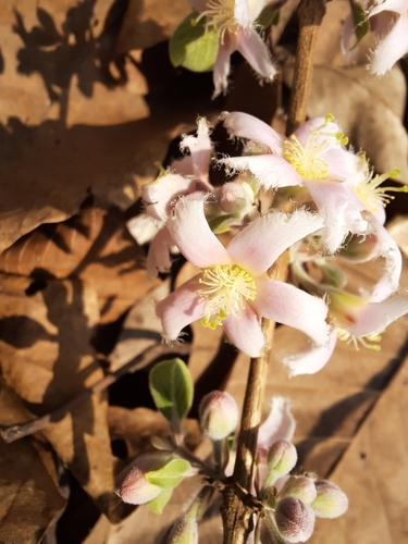 Cratoxylum formosum subsp. pruniflorum — photo