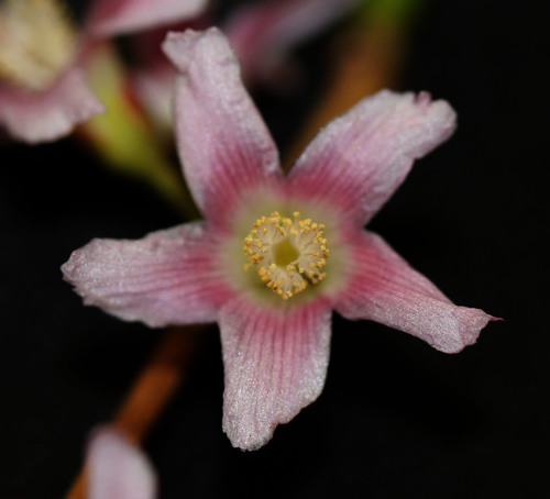 Hypericaceae