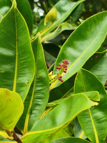 Cratoxylum sumatranum subsp. neriifolium — photo