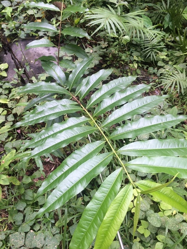 Cratoxylum sumatranum subsp. neriifolium