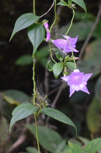 Crawfurdia angustata