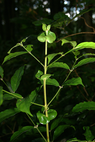 Cremaspora triflora — photo