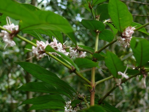 Cremaspora triflora