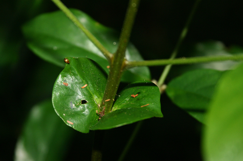 Cremaspora triflora — photo