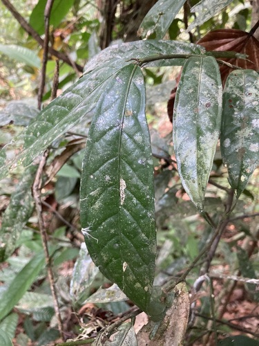 Cremastosperma gracilipes (Tessmann cremastosperma) — photo