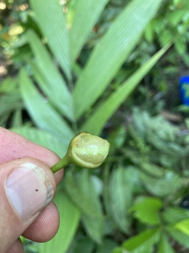 Cremastosperma megalophyllum (Giantleaf cremastosperma) — photo