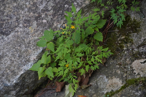 Crepidiastrum chelidoniifolium — photo
