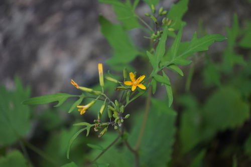 Crepidiastrum chelidoniifolium — photo