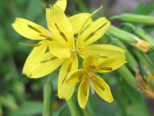 Crepidiastrum chelidoniifolium