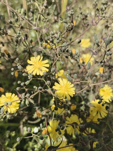Crepidiastrum sonchifolium — photo