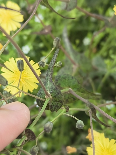 Crepidiastrum sonchifolium — photo