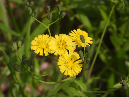 Crepidiastrum sonchifolium