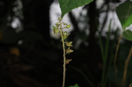 Crepidium acuminatum — photo