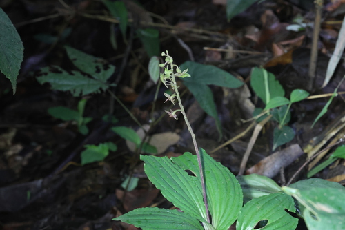 Crepidium acuminatum — photo