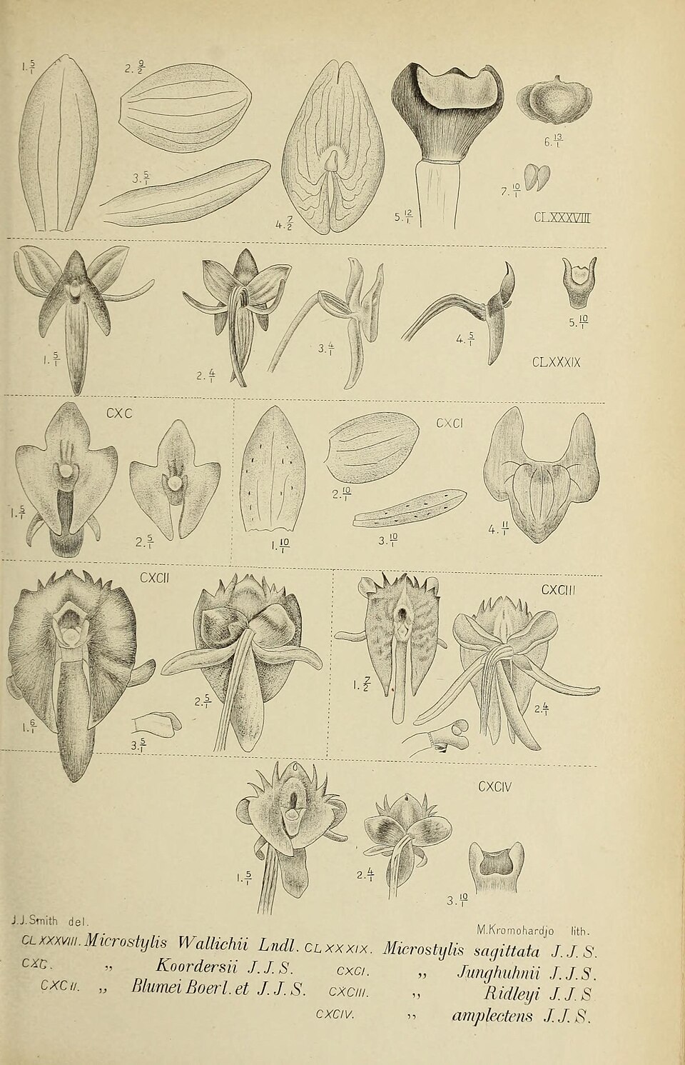 Crepidium ridleyi