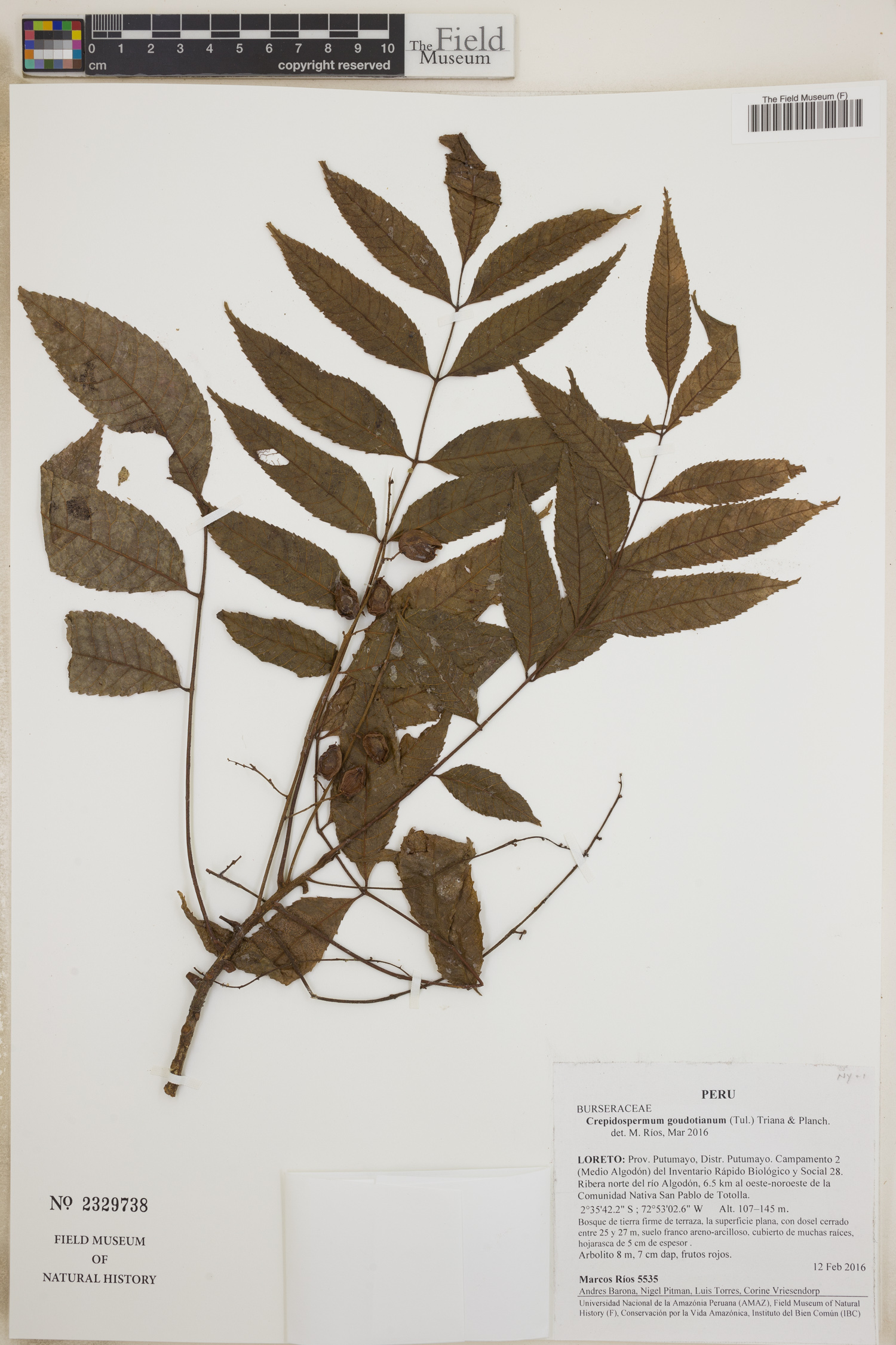 Crepidospermum goudotianum (Copal) — photo