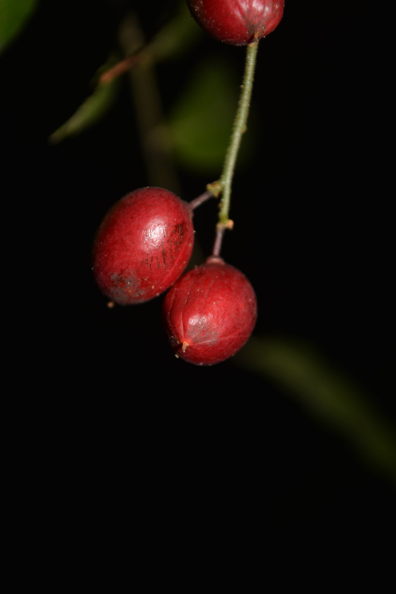 Crepidospermum goudotianum (Copal) — photo