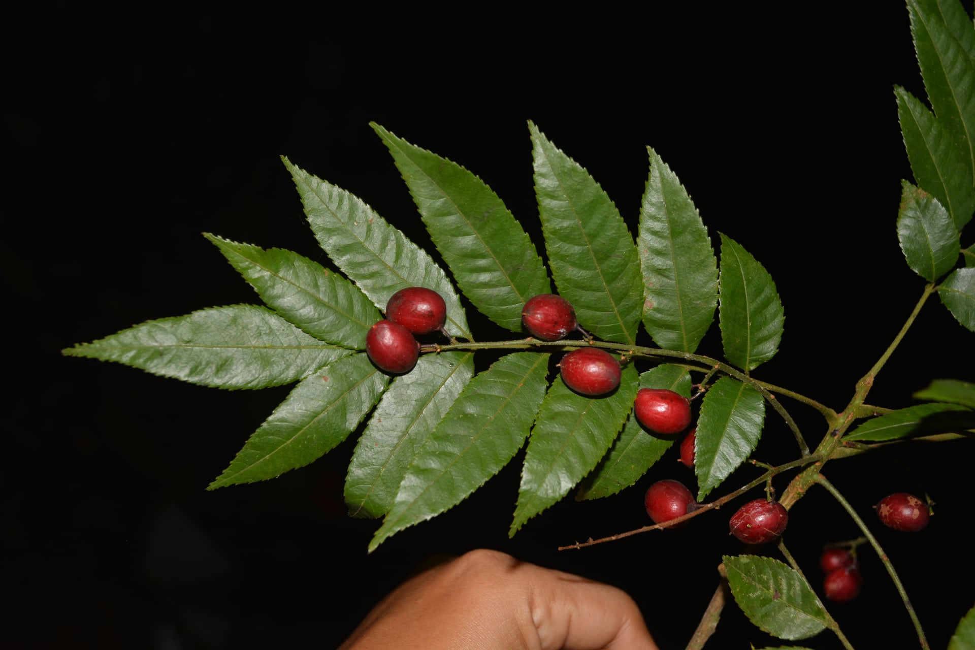 Crepidospermum goudotianum