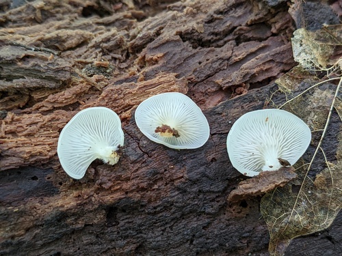 Crepidotus applanatus — photo