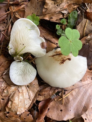 Crepidotus applanatus