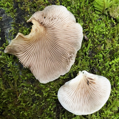 Crepidotus mollis — photo
