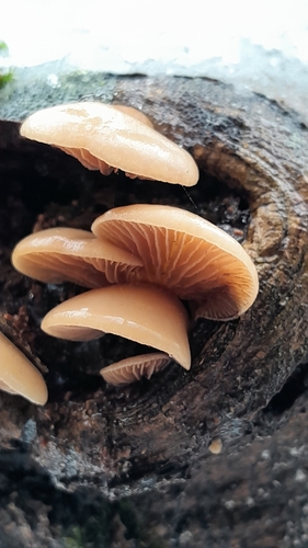 Crepidotus mollis