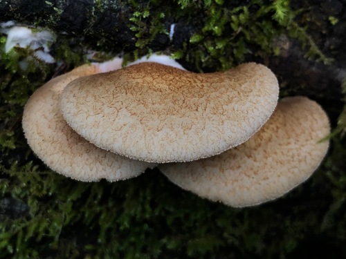Crepidotus mollis — photo
