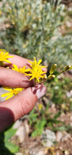 Crepis acuminata (Tapertip hawksbeard) — photo
