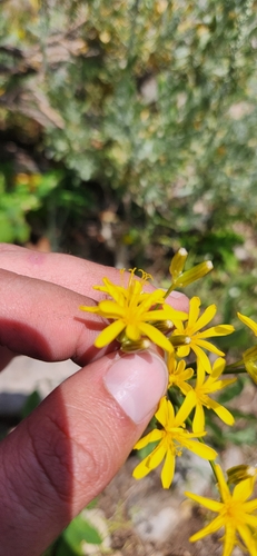 Crepis acuminata (Tapertip hawksbeard) — photo