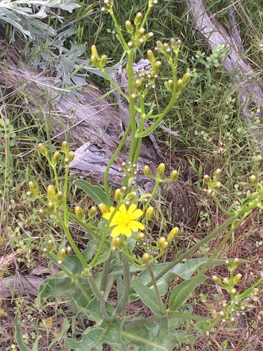 Crepis acuminata