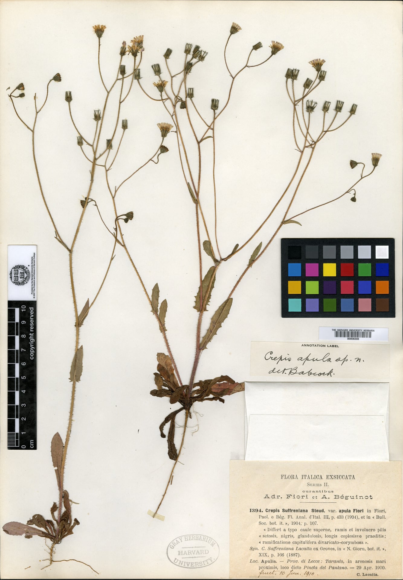 Crepis apula — photo