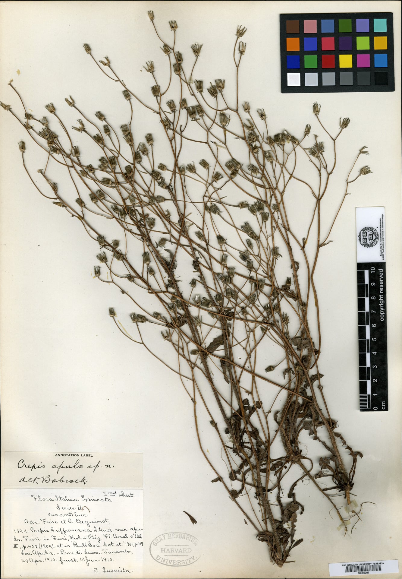 Crepis apula