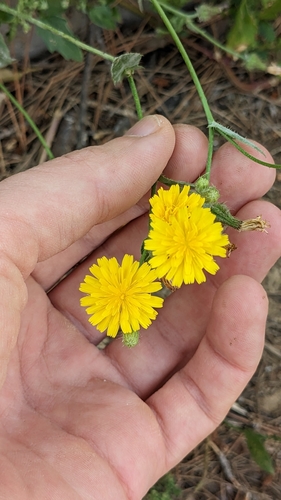 Crepis aspera — photo