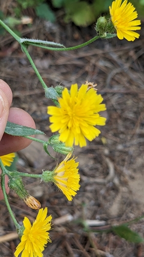 Crepis aspera — photo
