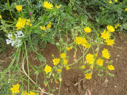 Crepis aspera