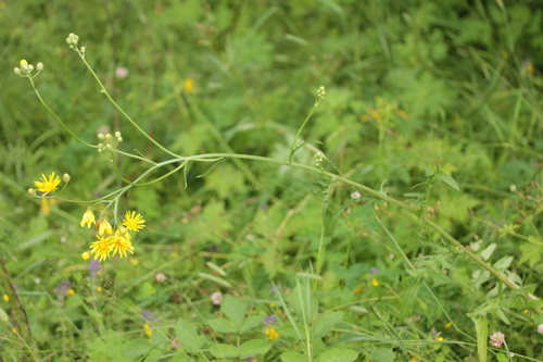 Crepis biennis (Hawks beard) — photo