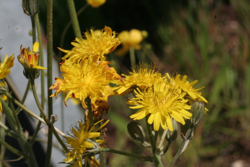 Crepis biennis