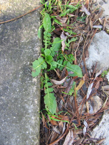 Crepis bursifolia (Italian Hawksbeard) — photo