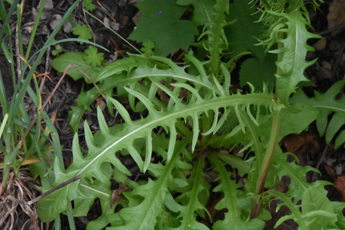 Crepis capillaris (Smooth hawksbeard) — photo