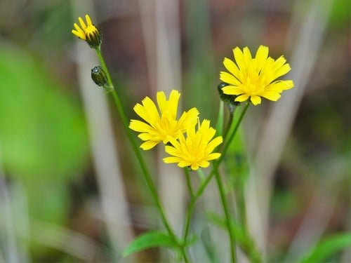 Crepis capillaris