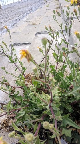 Crepis foetida