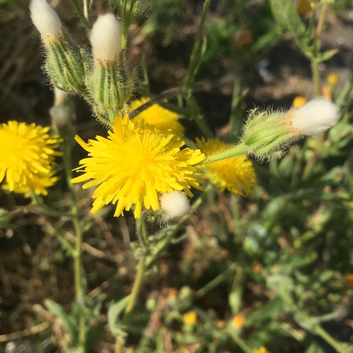 Crepis foetida subsp. rhoeadifolia