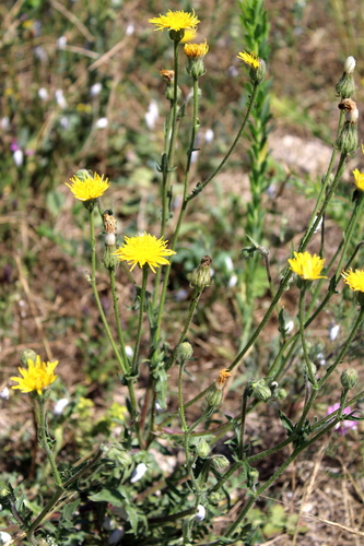 Crepis foetida subsp. rhoeadifolia — photo
