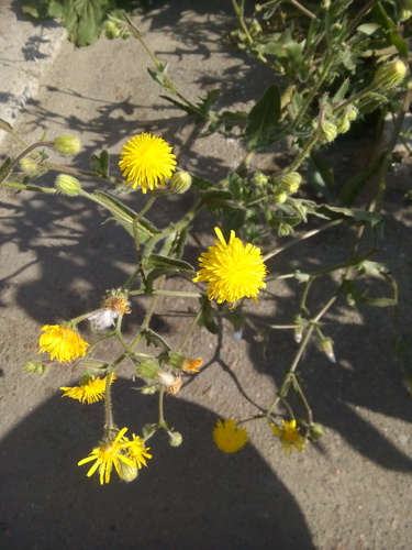 Crepis foetida — photo