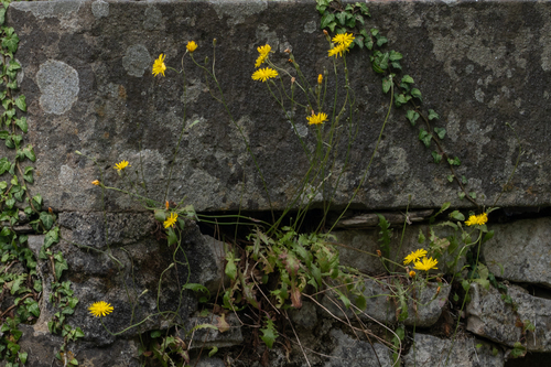 Crepis leontodontoides (Radicchio de campo) — photo